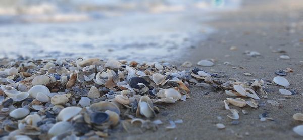 Close-up of shells on beach