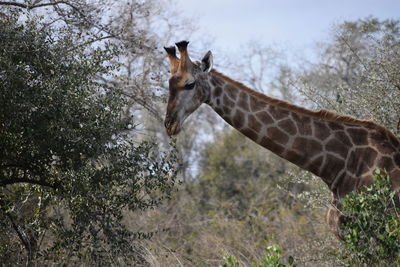 Giraffe standing on grass against sky