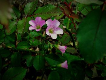 Close-up of pink flowers blooming outdoors