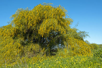 Yellow flowering plants on field against clear sky