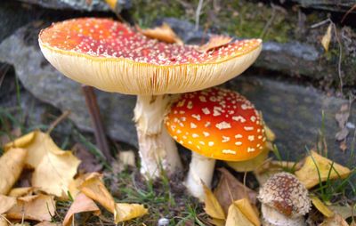 Close-up of mushroom growing on field