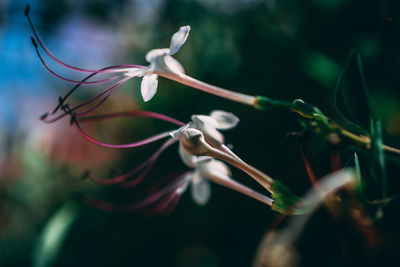 Close-up of butterfly on plant