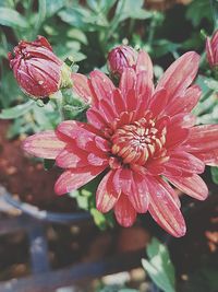 Close-up of flowers blooming outdoors