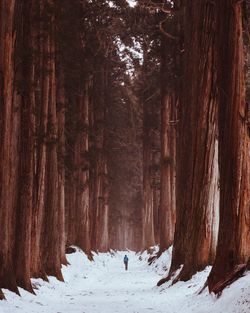 Trees on snow covered land during winter