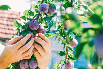 Close-up of hand holding plums