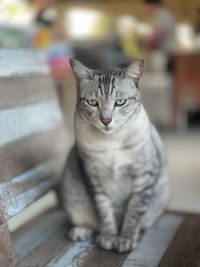pet