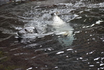 High angle view of duck swimming in lake