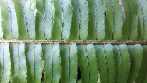 Full frame shot of green plants