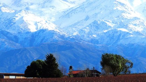 Trees against snowcapped mountain