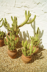 Close-up of potted plant