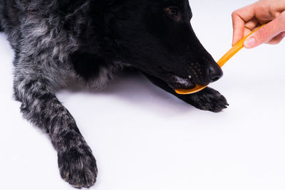 Close-up of black dog against white background