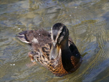 High angle view of duck swimming in lake