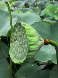 Close-up of lotus water lily