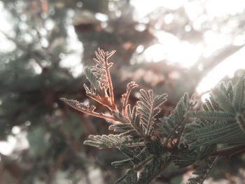 Close-up of pine tree during winter