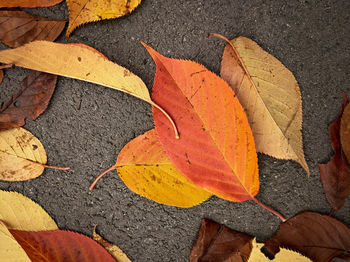 High angle view of yellow maple leaves on road