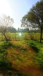 Scenic view of grassy field against sky