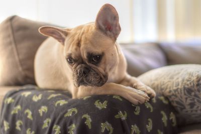 Close-up of a dog