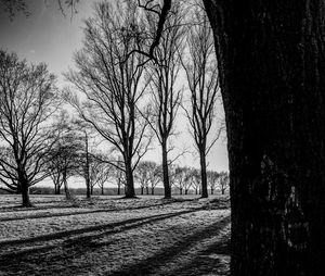 Bare trees on landscape