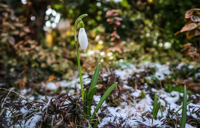 Close-up of white flower on field