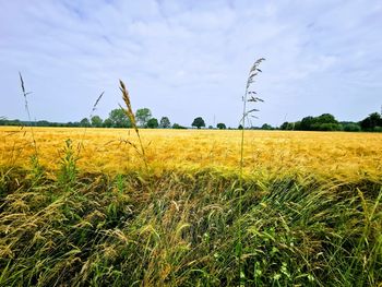 Scenic view of agricultural field against sky