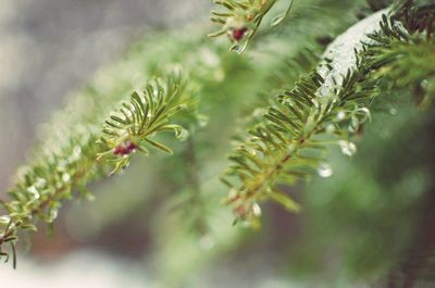 Close-up of leaves