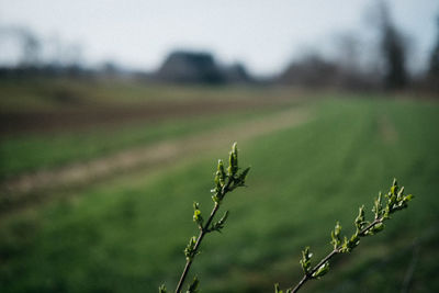 Close-up of plant growing on field