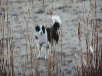 Dog in water