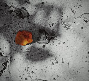 High angle view of dry leaf on sand