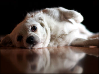 Close-up portrait of a dog