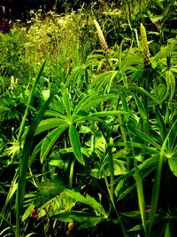 Close-up of green leaves