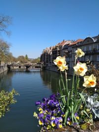 View of flowering plants by water against clear sky