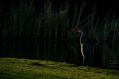 View of a bird in lake