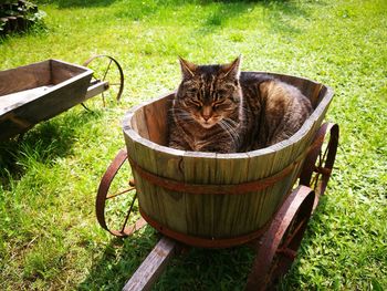 Cat relaxing in cart over grassy field