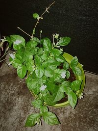 High angle view of potted plants