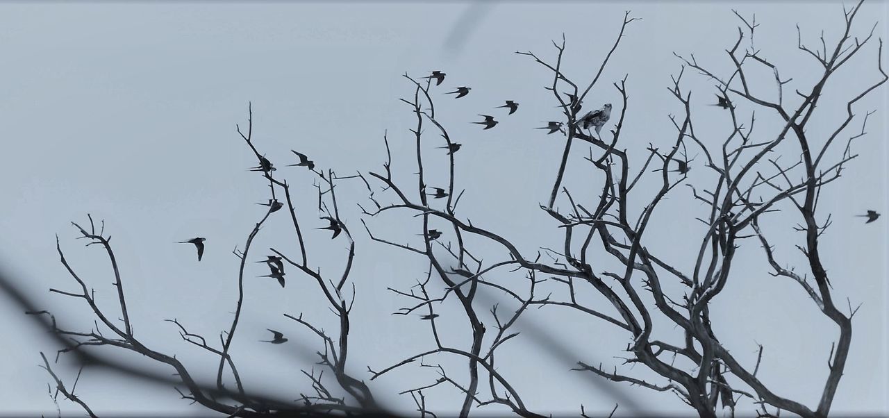 BARE TREE AGAINST PLANTS