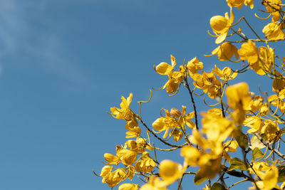 Low angle view of yellow flowering plant against clear sky