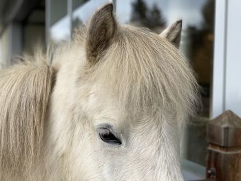 Islandic Horse