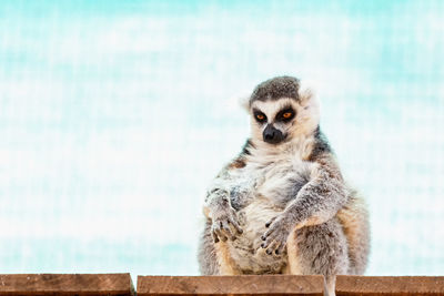 Lemur on retaining wall