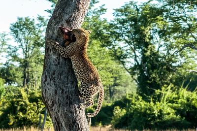 Low angle view of jaguar carrying prey while climbing on tree trunk