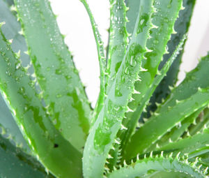 Close-up of wet plant leaves