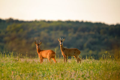 Deer in a field