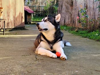 Dog sitting on tree