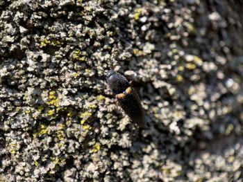 Close-up of lizard on rock