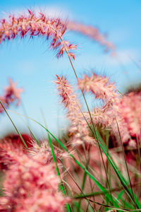 Close-up of pink flowering plants on field