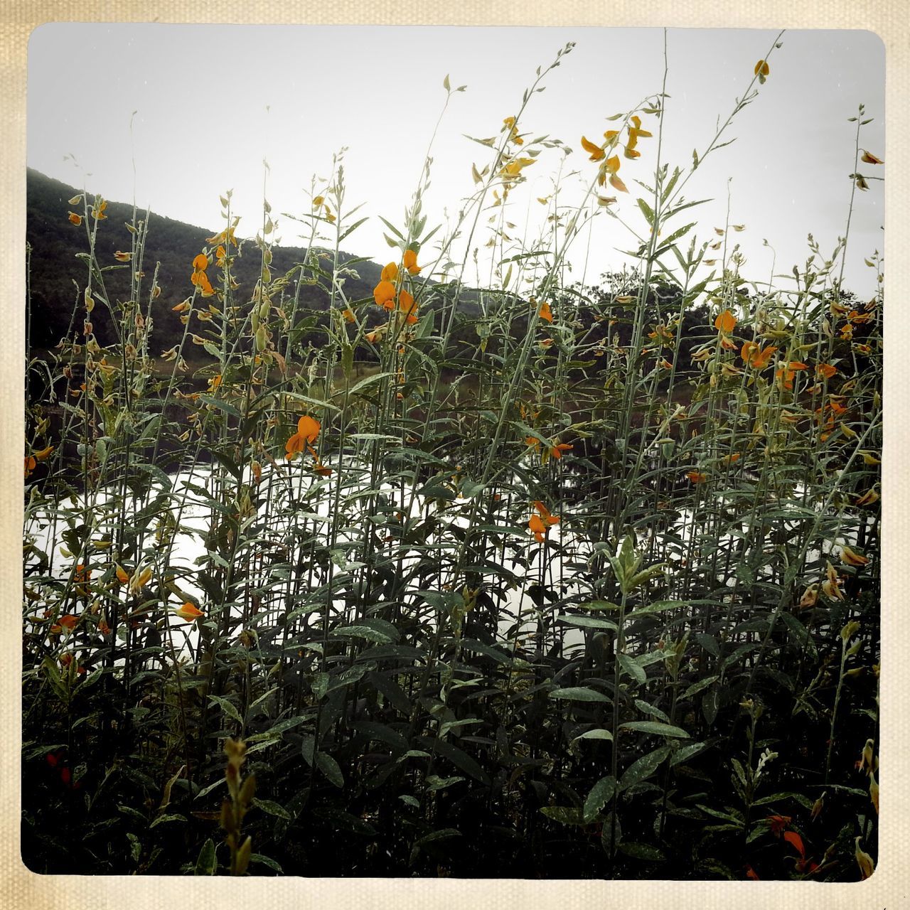 CLOSE-UP OF FLOWERS GROWING IN FIELD