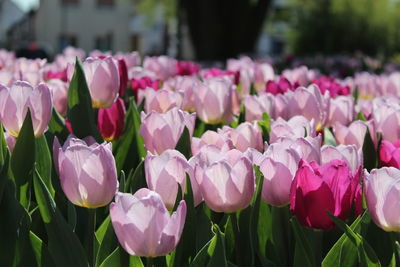 Close-up of pink tulips