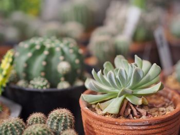 Close-up of succulent plant