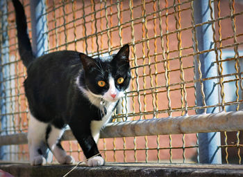 Portrait of black cat