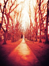 Road passing through forest