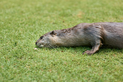 Otter resting on grass in singapore